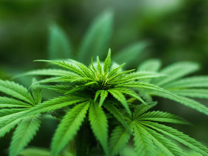 Cover image for A Guide to Medical Marijuana for Women’s Wellness