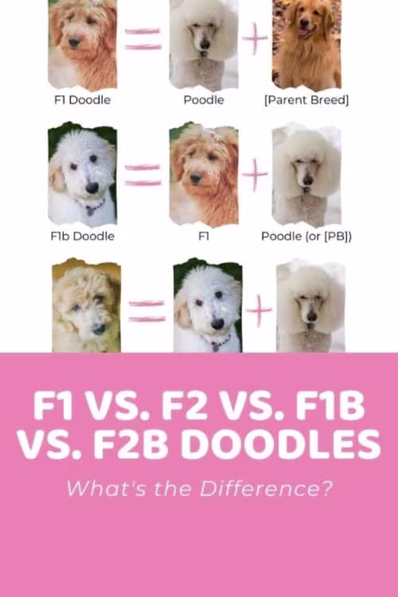 Cover image for F1 Doodle vs F2 vs F1B vs F2B: Generations Explained + Infograp…