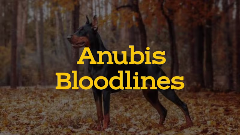 Cover image for Brand Narrative Development for Anubis Bloodlines