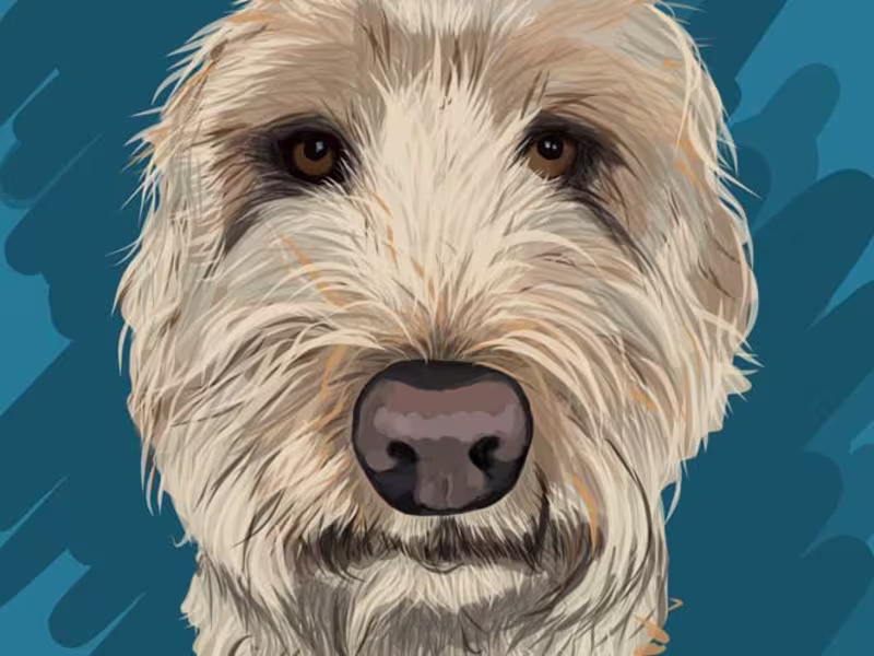 Cover image for Digital Pet Portaits