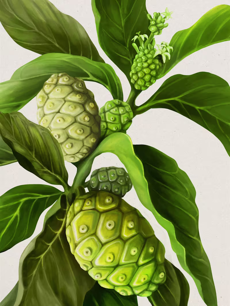 Cover image for Vitrue - Noni & Atiso Illustration for Packaging
