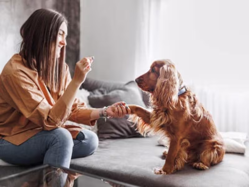 Cover image for Barking Awesome: 5 Reasons Why Dogs and Owners Love Puptastic