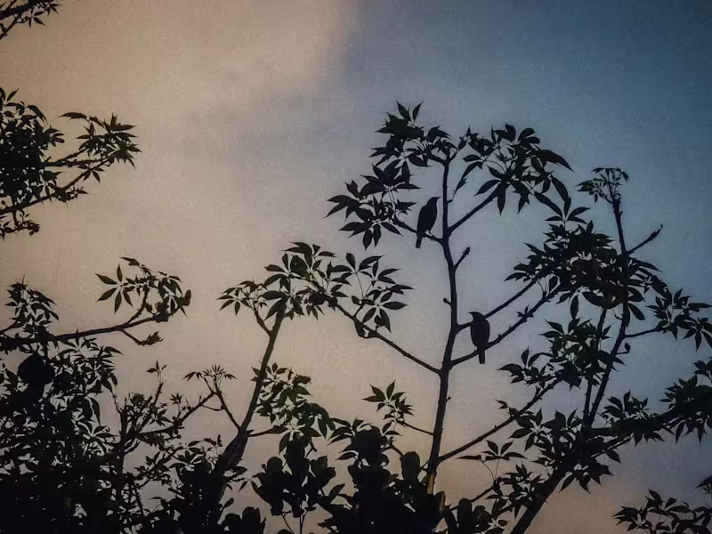 Cover image for sky light