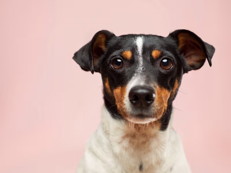 Cover image for The Guardian: Britons struggle to cover costs when pets die