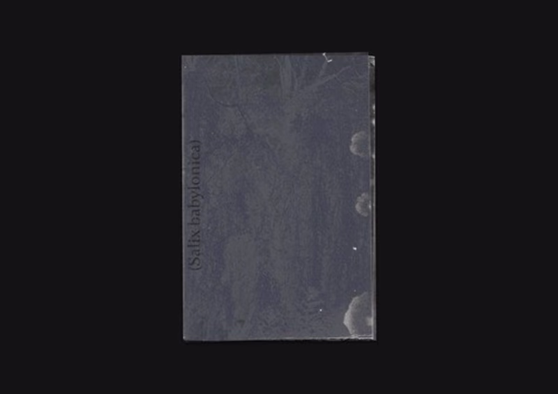 Cover image for Salix babylonica