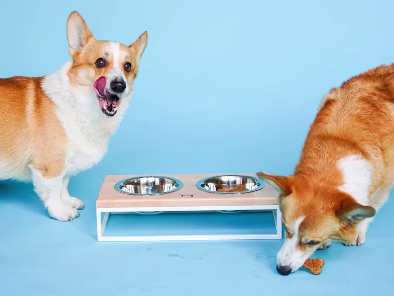 Cover image for Founder & CEO: E-commerce Pet Accessories Business