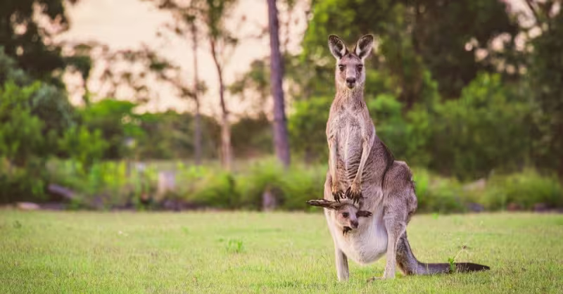 Cover image for Content Writing at A-Z Animals
