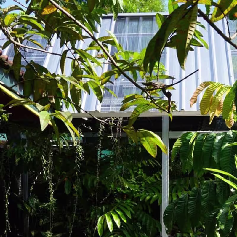 Cover image for Ifah Plant House on Instagram: “Green House adalah sebuah bangu…