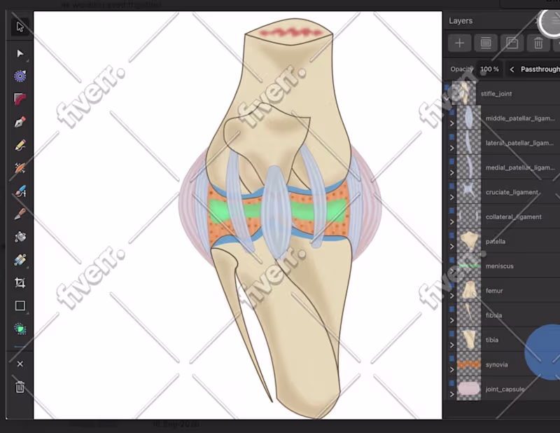 Cover image for Equine Stifle Joint Anatomy: Detailed
