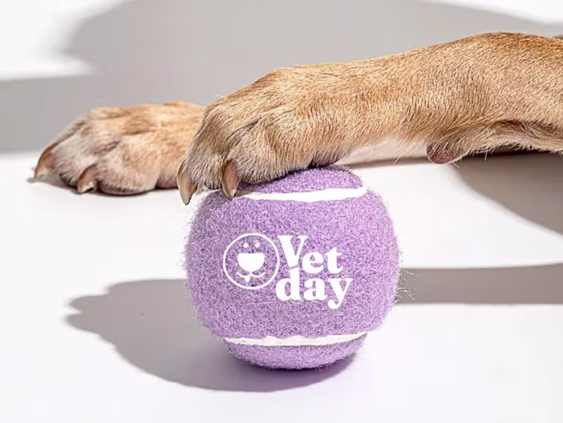 Cover image for Vetday — Veterinary Brand Identity