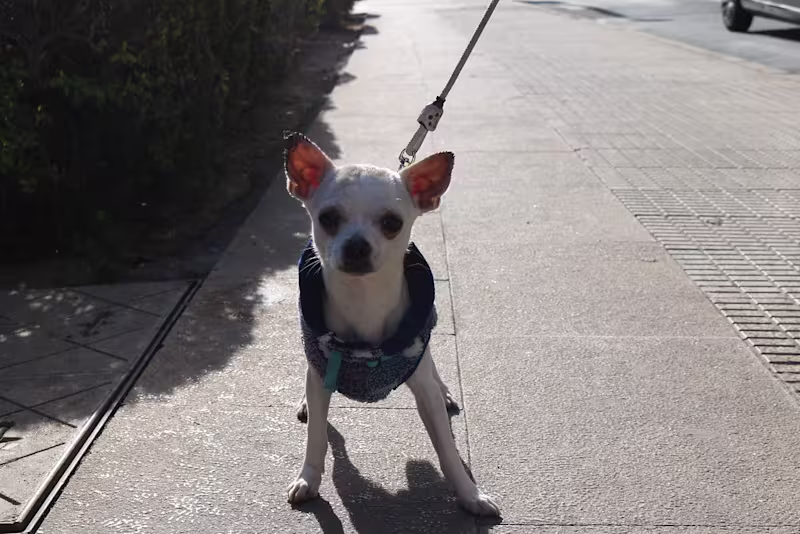 Cover image for perros de españa | Flickr