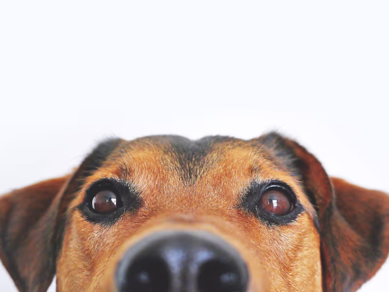 Cover image for The Kearny Dog Walker — Vladimir Marcanos Portfolio Site