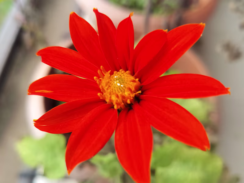 Cover image for Web design 