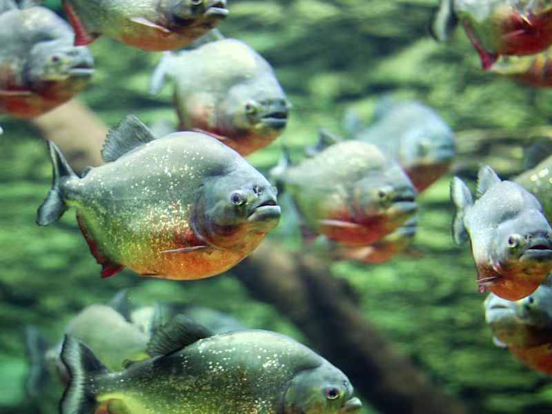 Cover image for Piranhas-WCC STEM Scholars Newsletter October 2023