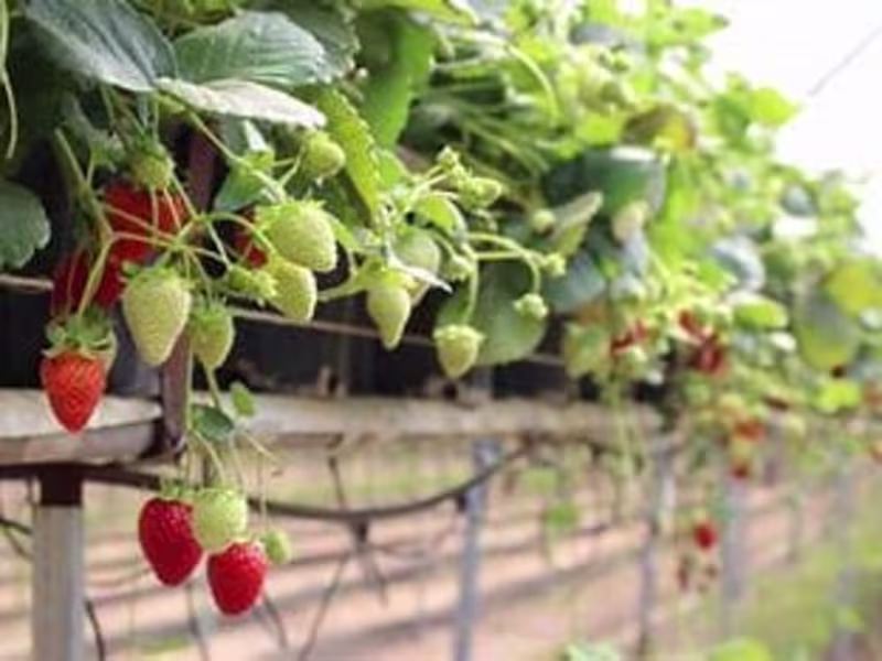 Cover image for 
Project Title: Sweet Success: Enhancing Strawberry Cultivation 