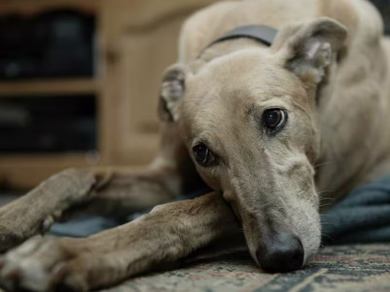 Cover image for Gamban4Greyhounds Campaign Site Development