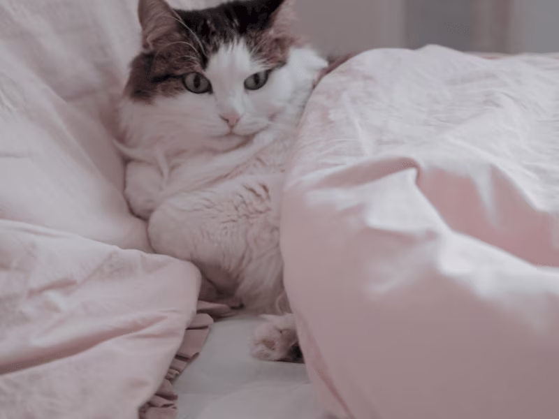 Cover image for Blog: What You Need to Know About Choosing the Right Cat Bed