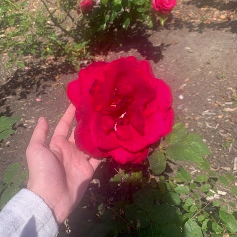 Placeholder project card media