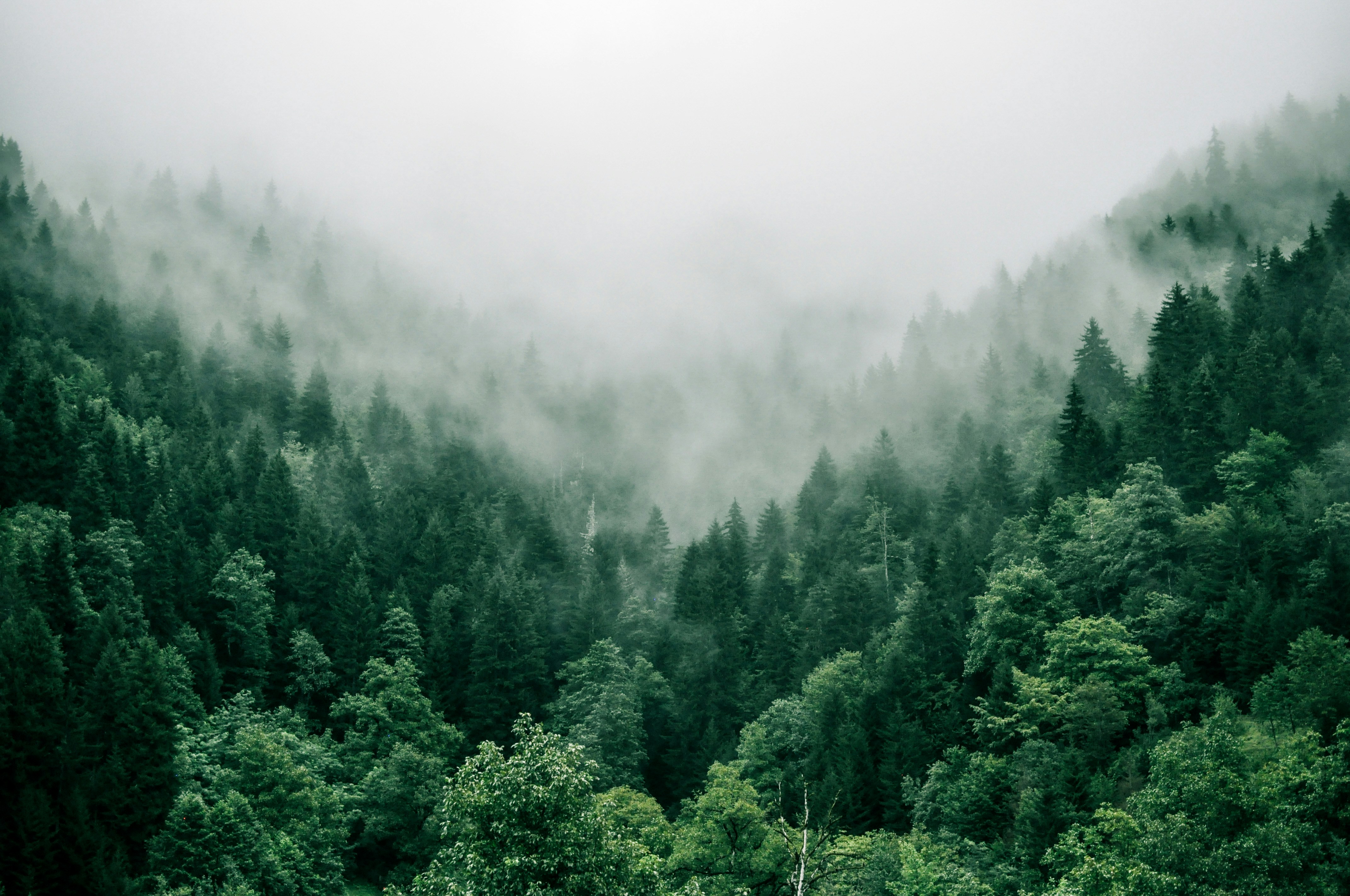A quiet forest landscape