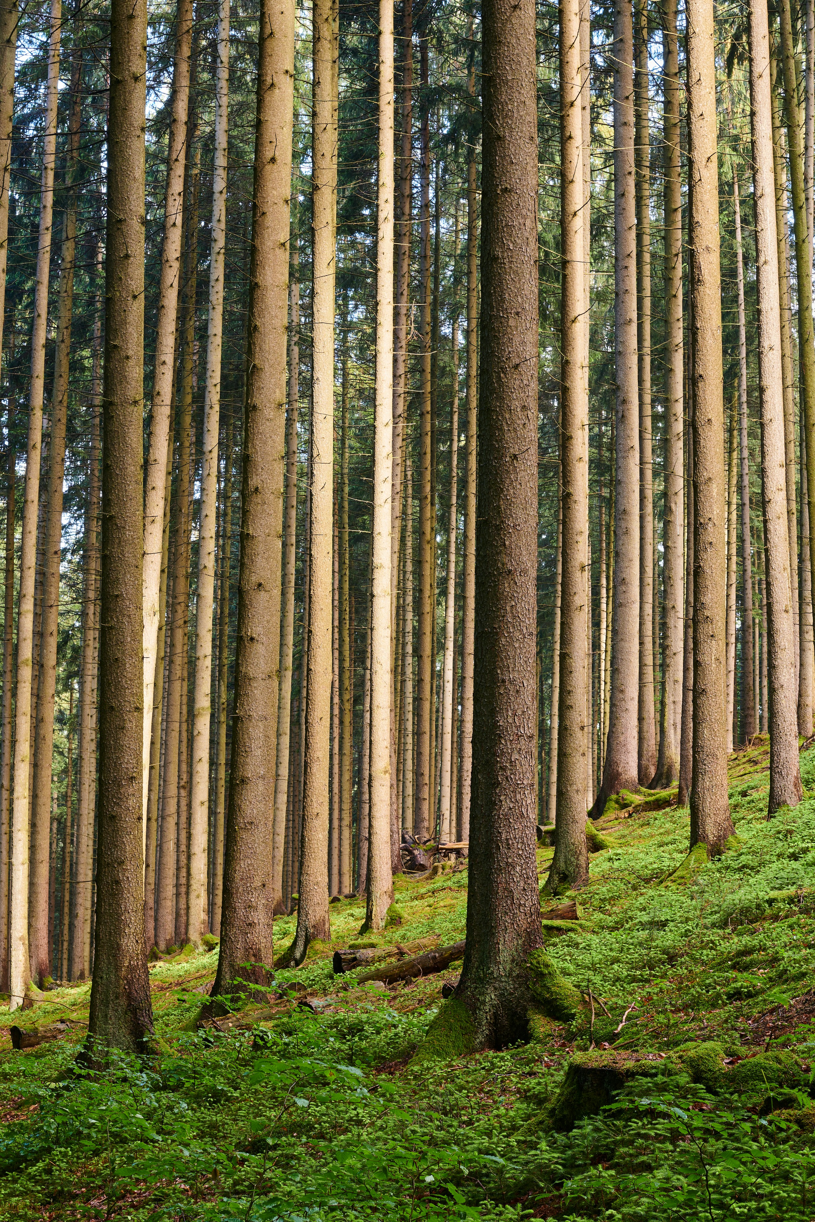 Forest Canopy