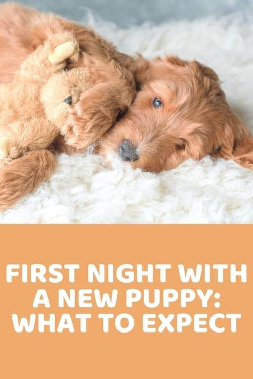 What to do the first outlet night with a new puppy