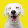 Shanice's avatar