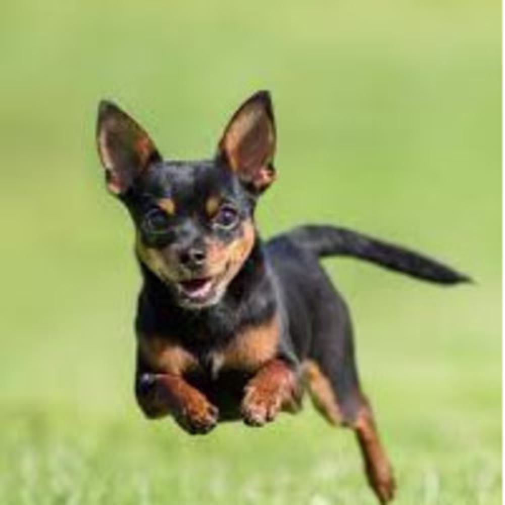 Carlo Baltazar Canda