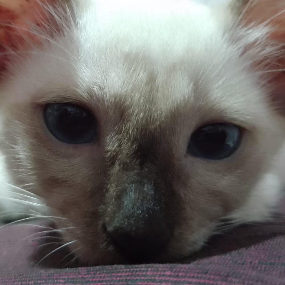 mikko dhale Mandangan 