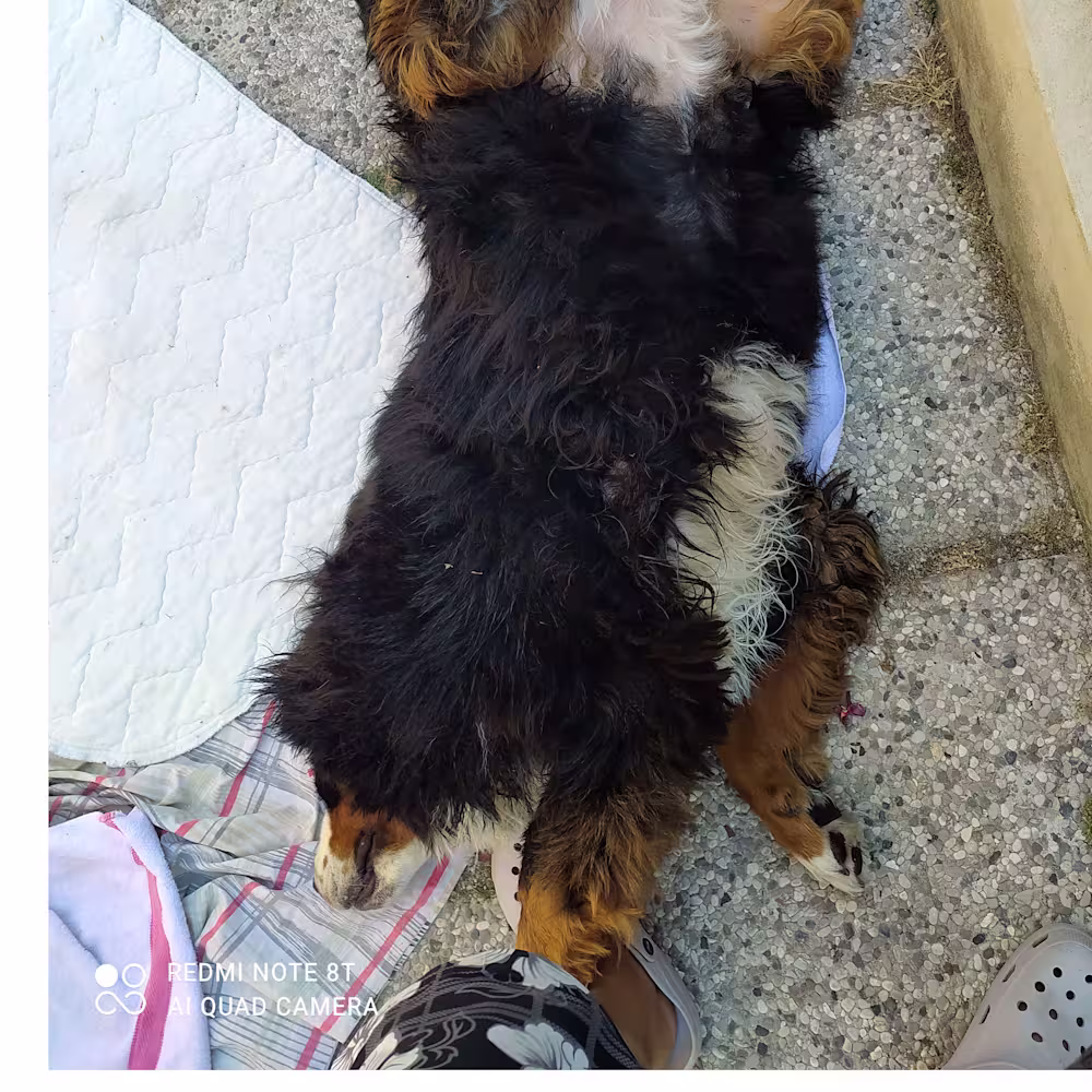 Giammarco Lonero Cevoli