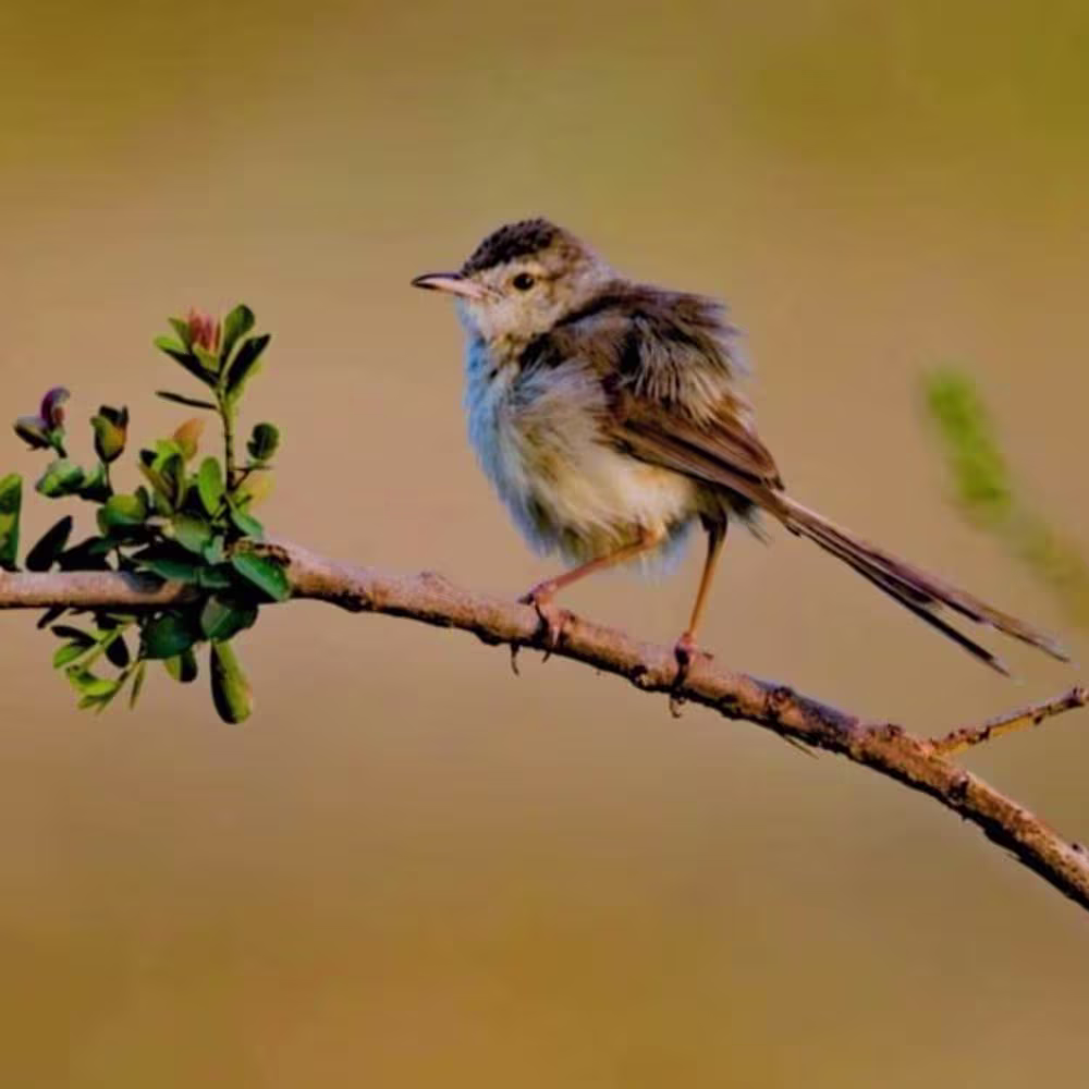 sai pranav mothukuri