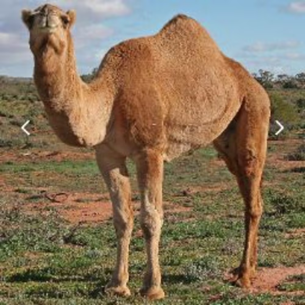 Bedabrata Chatterjee