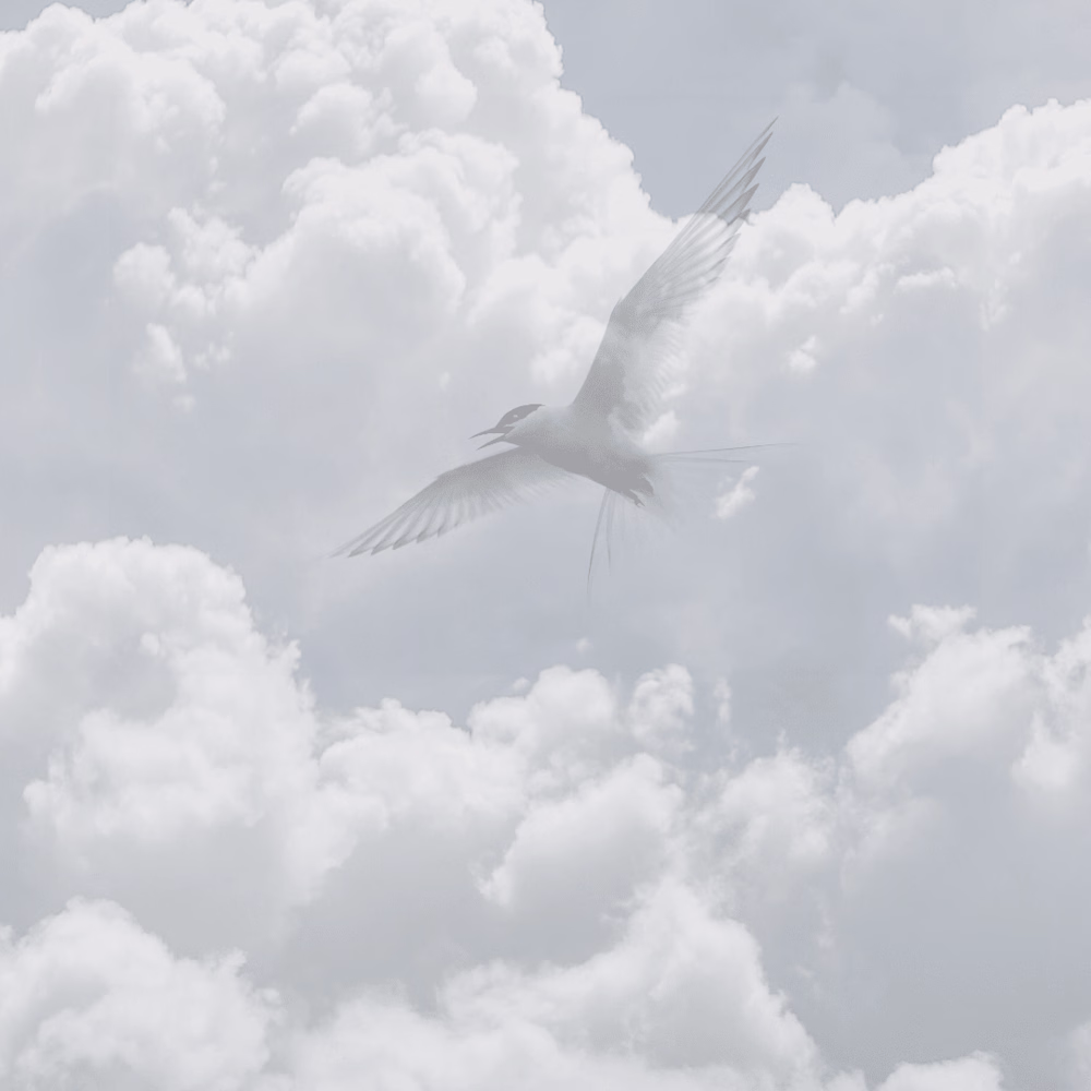 Maha Kamel