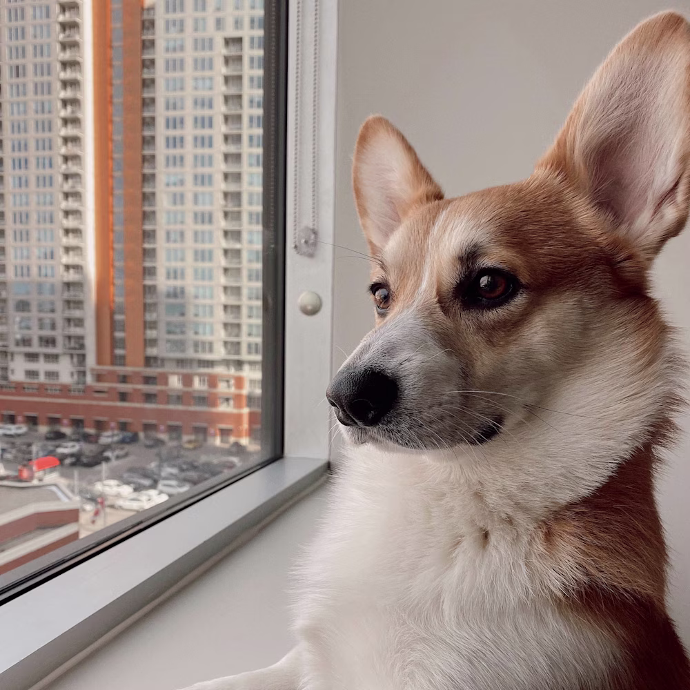 Emmanuel  UX/UI Designer