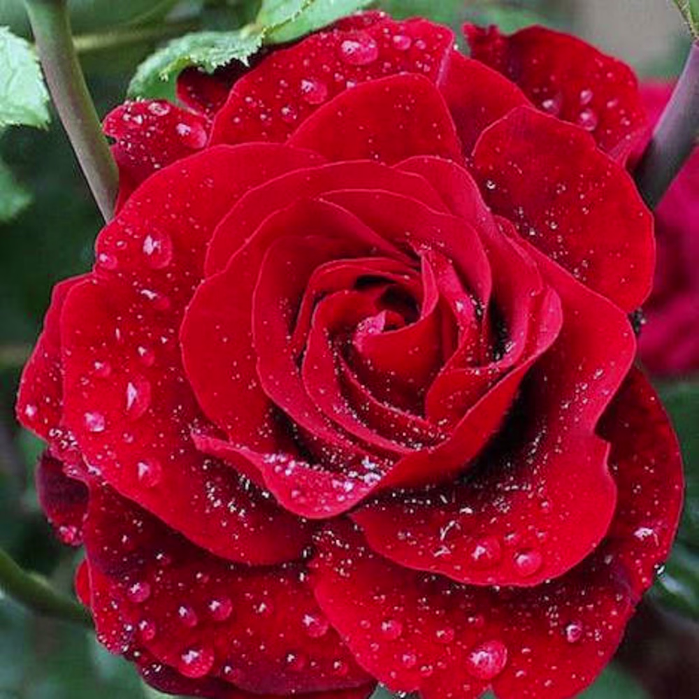 HARSHADA UPARE