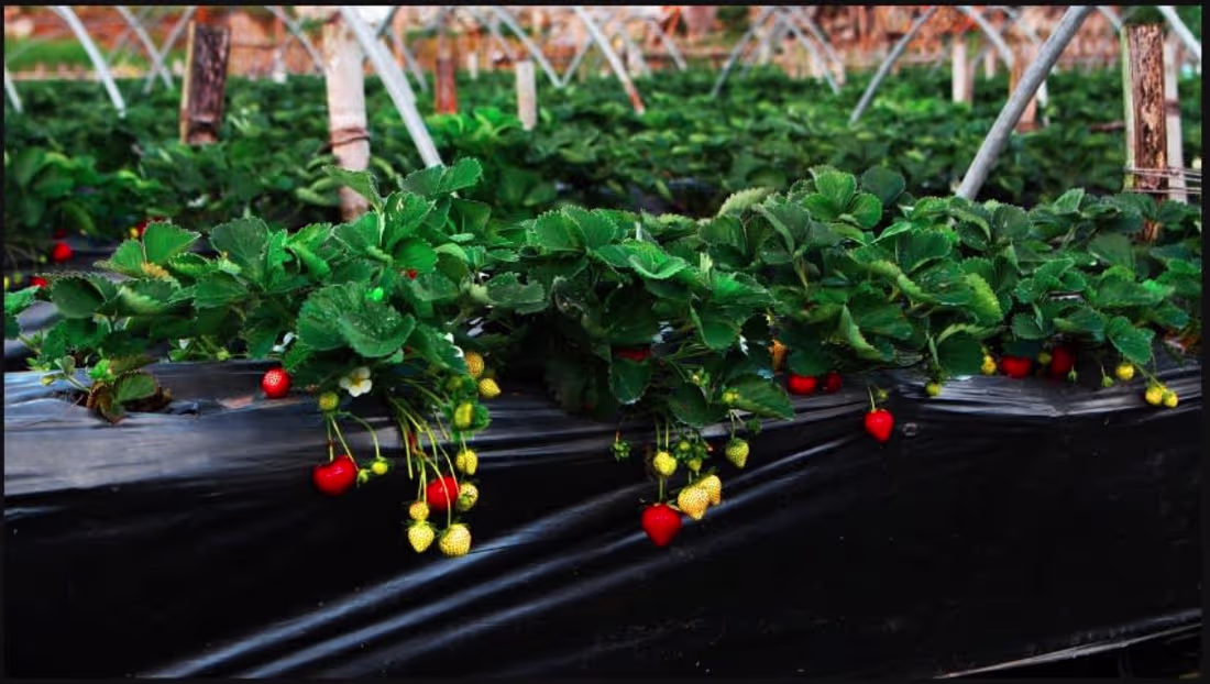 Cover image for How Sustainable Farming Affects the Farmer and the Consumer