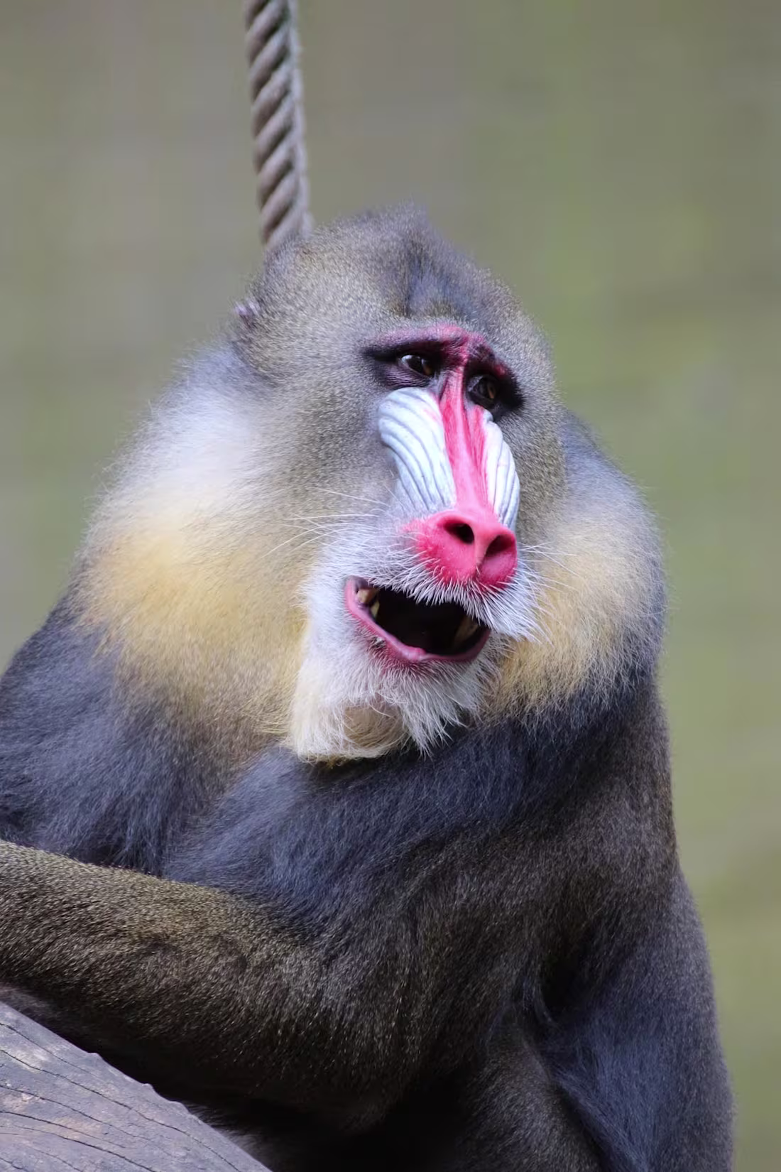 Cover image for Wildlife & Science Documentary Script Writing