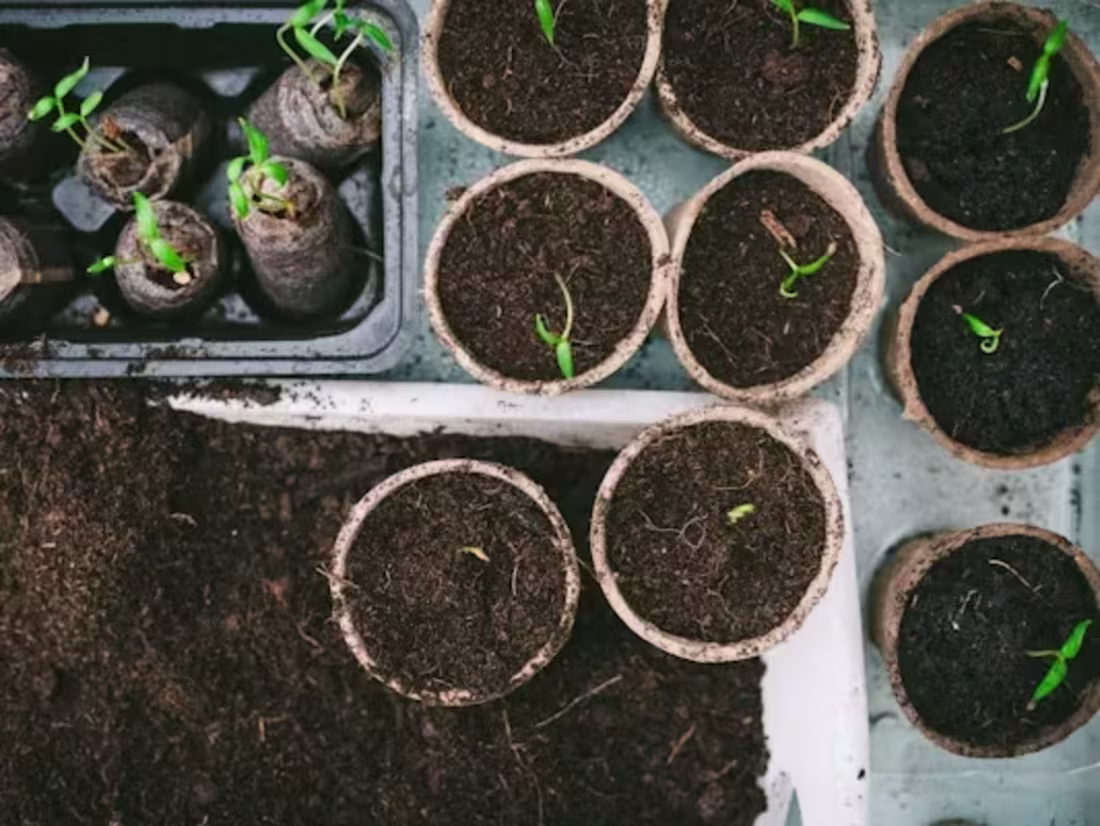 Cover image for Organic Farming