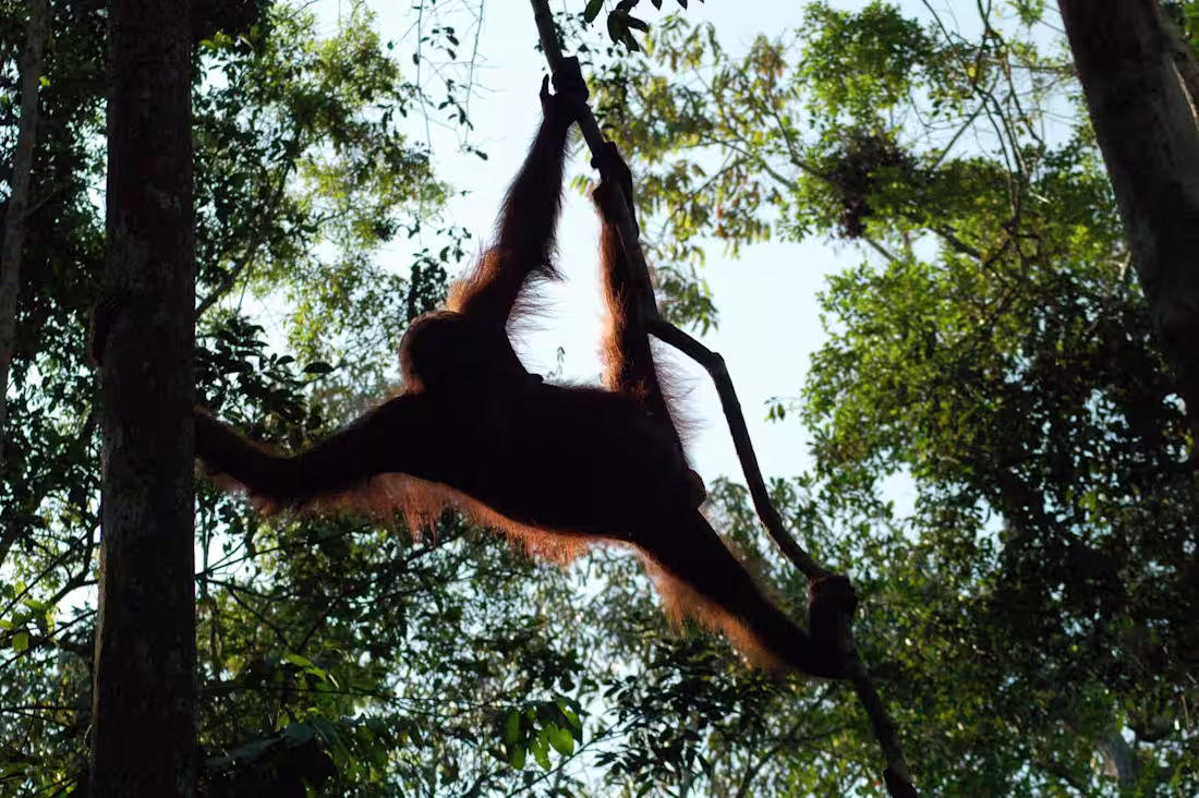 Cover image for The Environment Matters: Reflections from World One Health Cong…