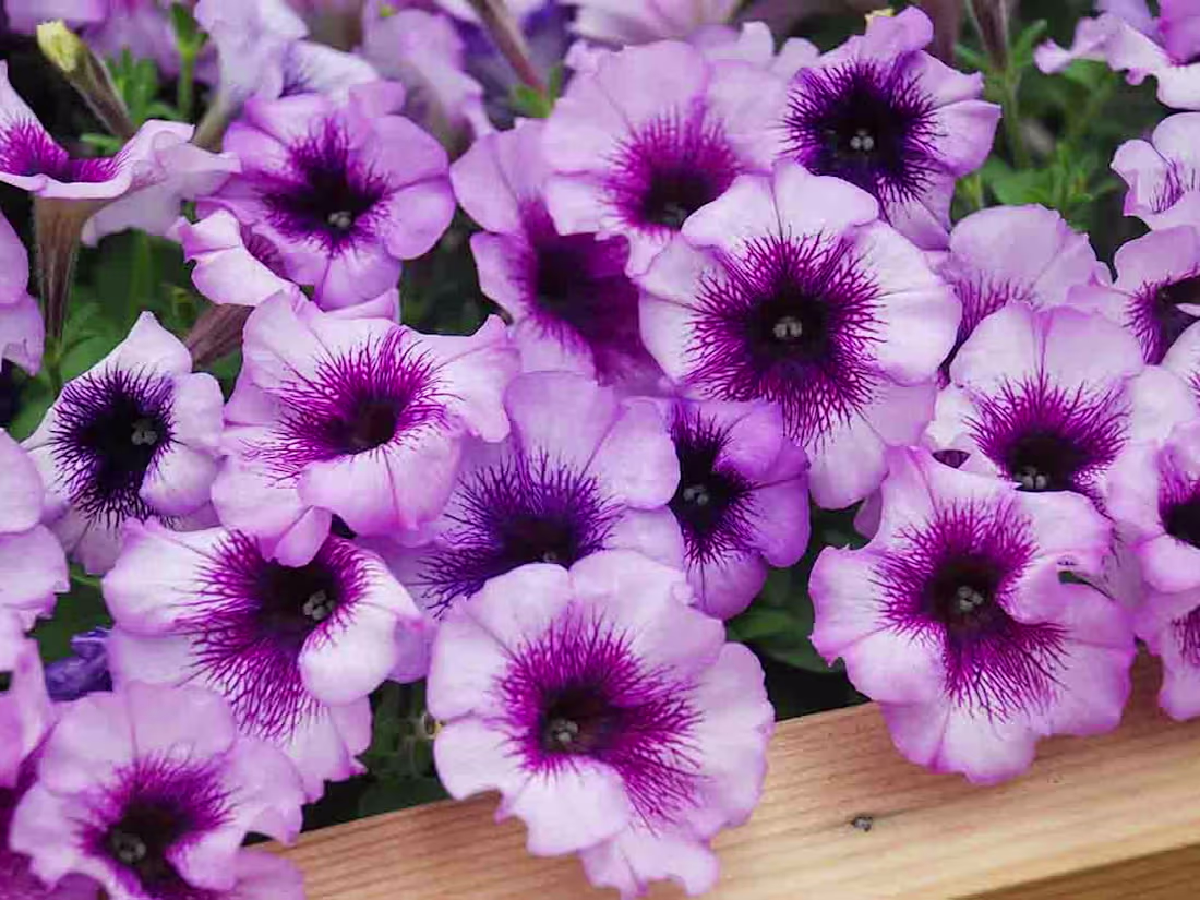 Cover image for All About Petunias! - Tuxedo Yard Care
