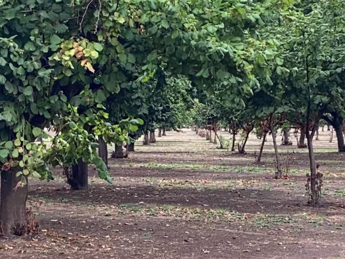 Cover image for Fantasy Manuscript 