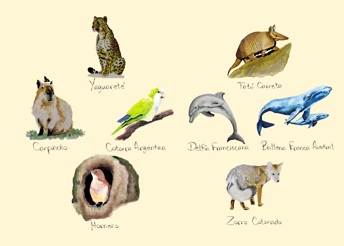 Cover image for Argentinian Fauna watercolor illustration