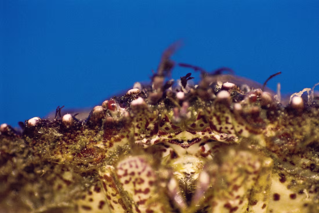 Cover image for Macro on the Beach