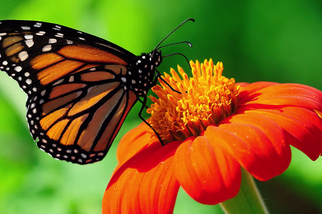 Cover image for Deborah Young