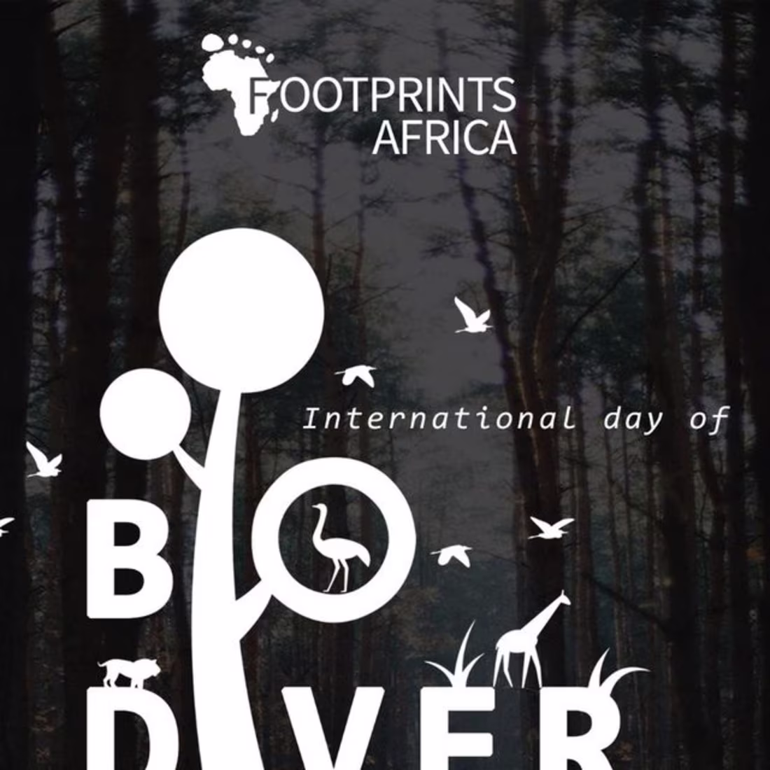 Cover image for Footprints Africa 🌱 on Instagram: “At Footprints Africa we env…