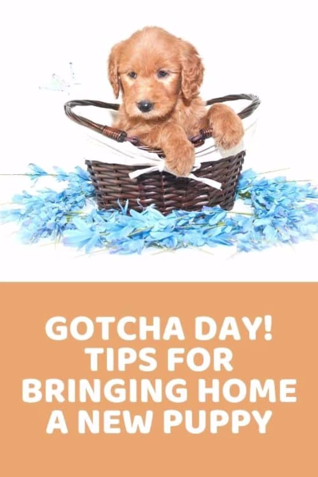 Cover image for Gotcha Day: Tips For Bringing Home A New Puppy - Doodle Doods