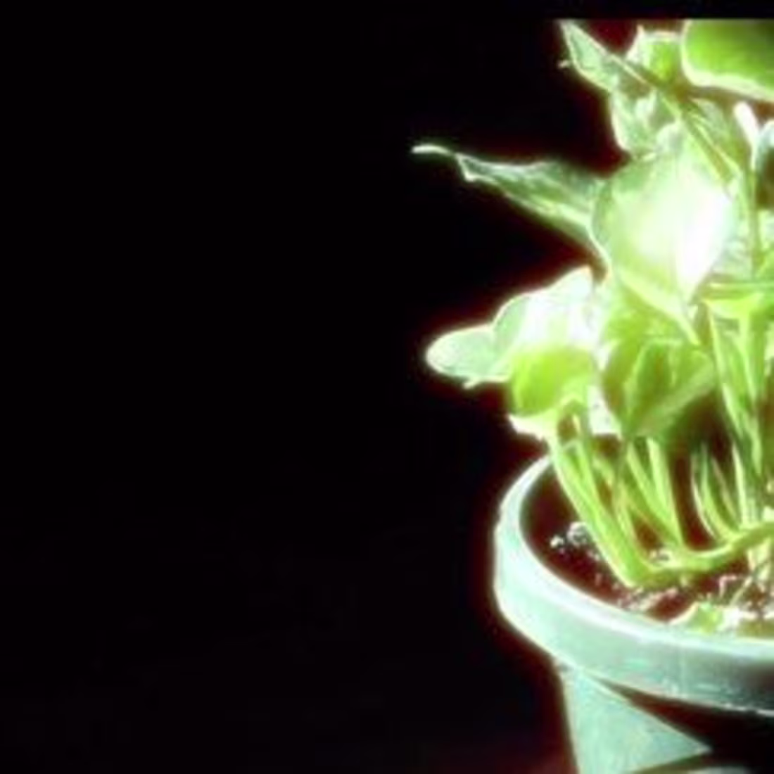 Cover image for Bloom documentary 