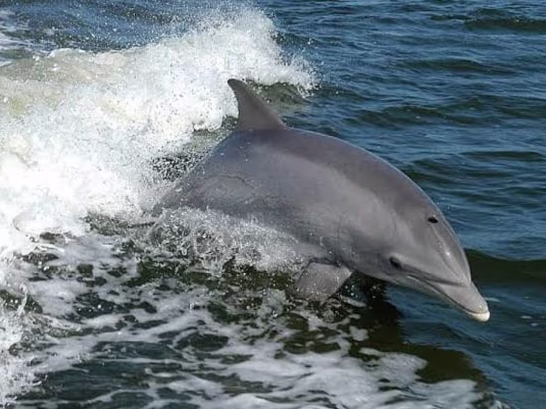 Cover image for A very good Dolphin 🐬