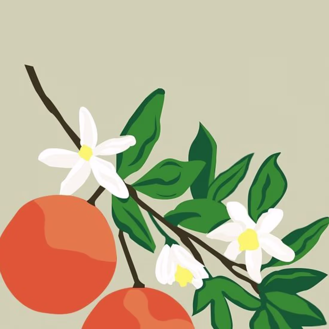 Cover image for "L'Orange" Illustration and Pattern