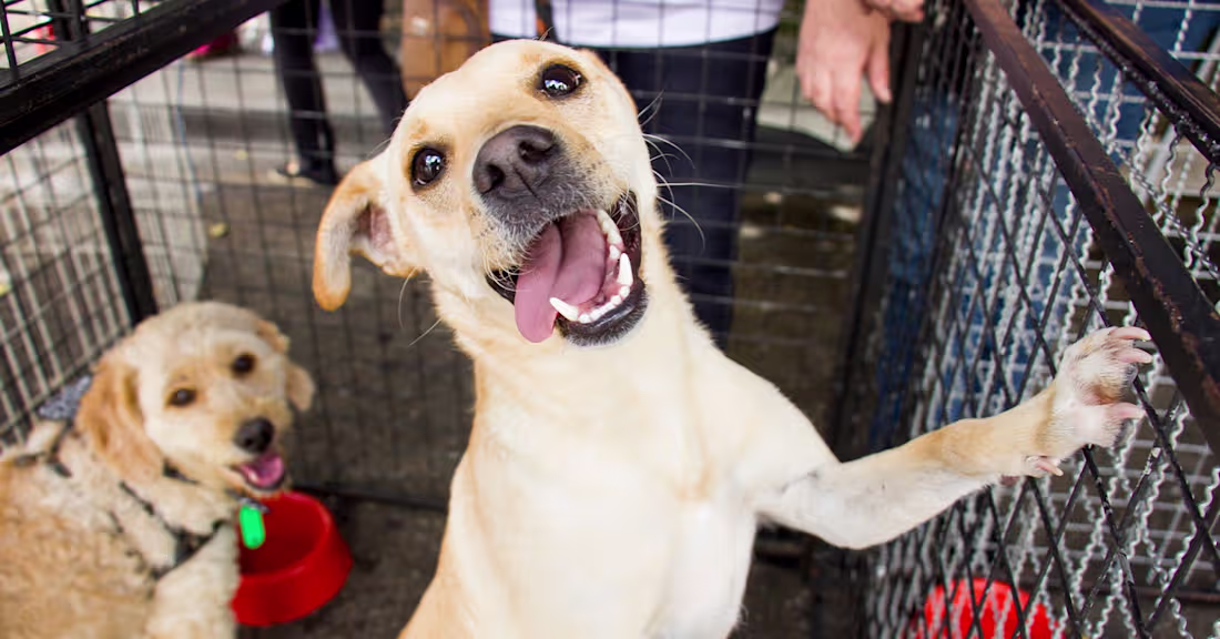 Cover image for Should I Get A Dog? 8 Things To Consider Before You Bring One H…