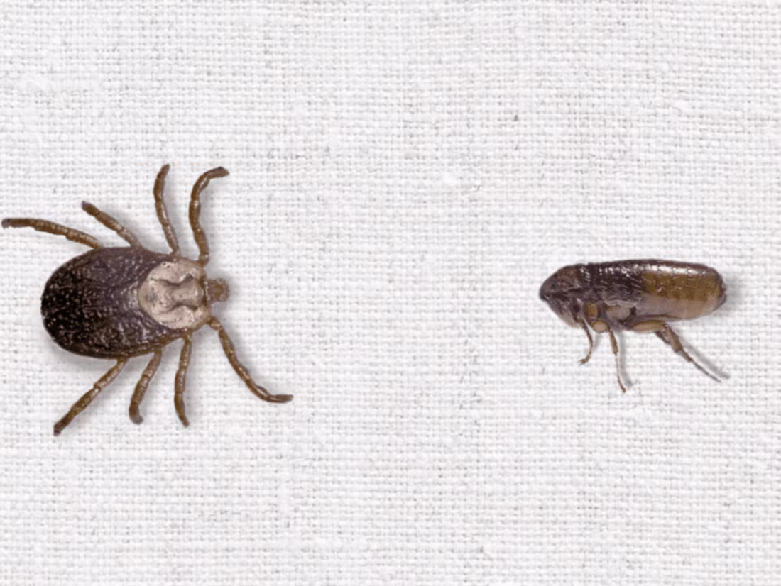 Cover image for FLEA/TICK LANDING PAGE PROJECT